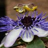 Passiflore RIVERSIDE® Damsel\'s Delight®