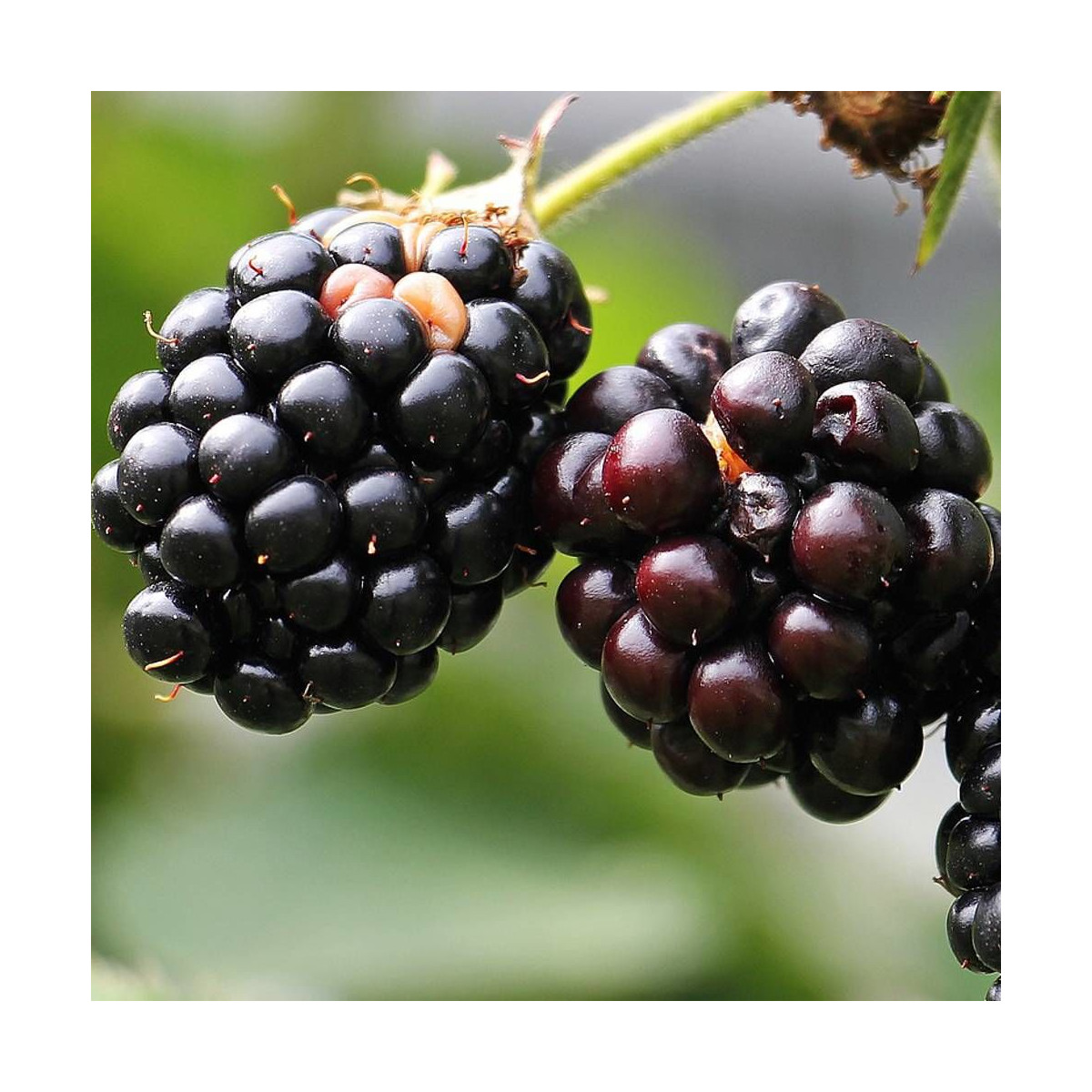 Mûre fruticosus Adrienne®