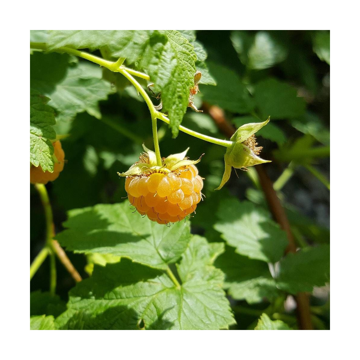 Framboisier idaeus Goodasgold®