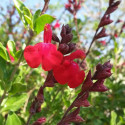 Sauge d'automne Mirage™ Cherry Red