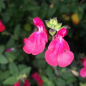 Sauge d'automne Mirage™ Hot Pink