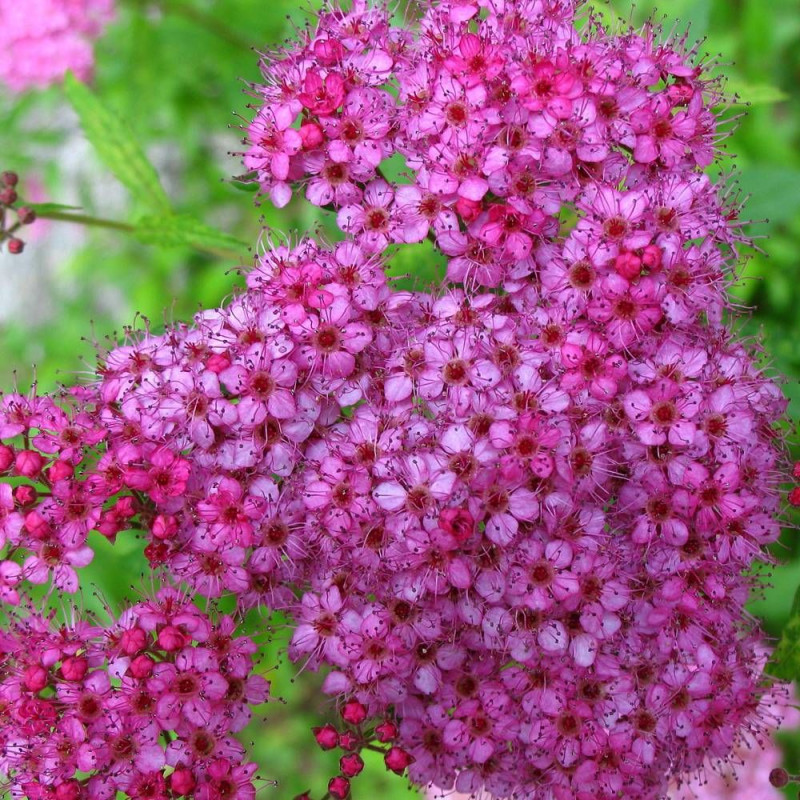 Spirée du Japon Double Play® GOLD 'Yan', Spiraea