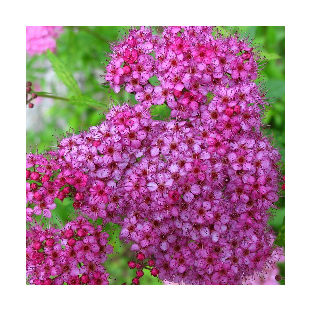 Spirée du Japon Double Play® GOLD 'Yan', Spiraea Spirée du Japon Double Play® GOLD 'Yan', Spiraea