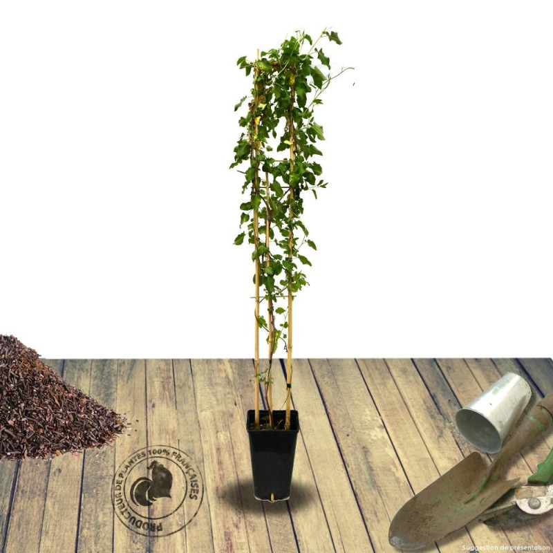 Renouée aubertii, Polygonum