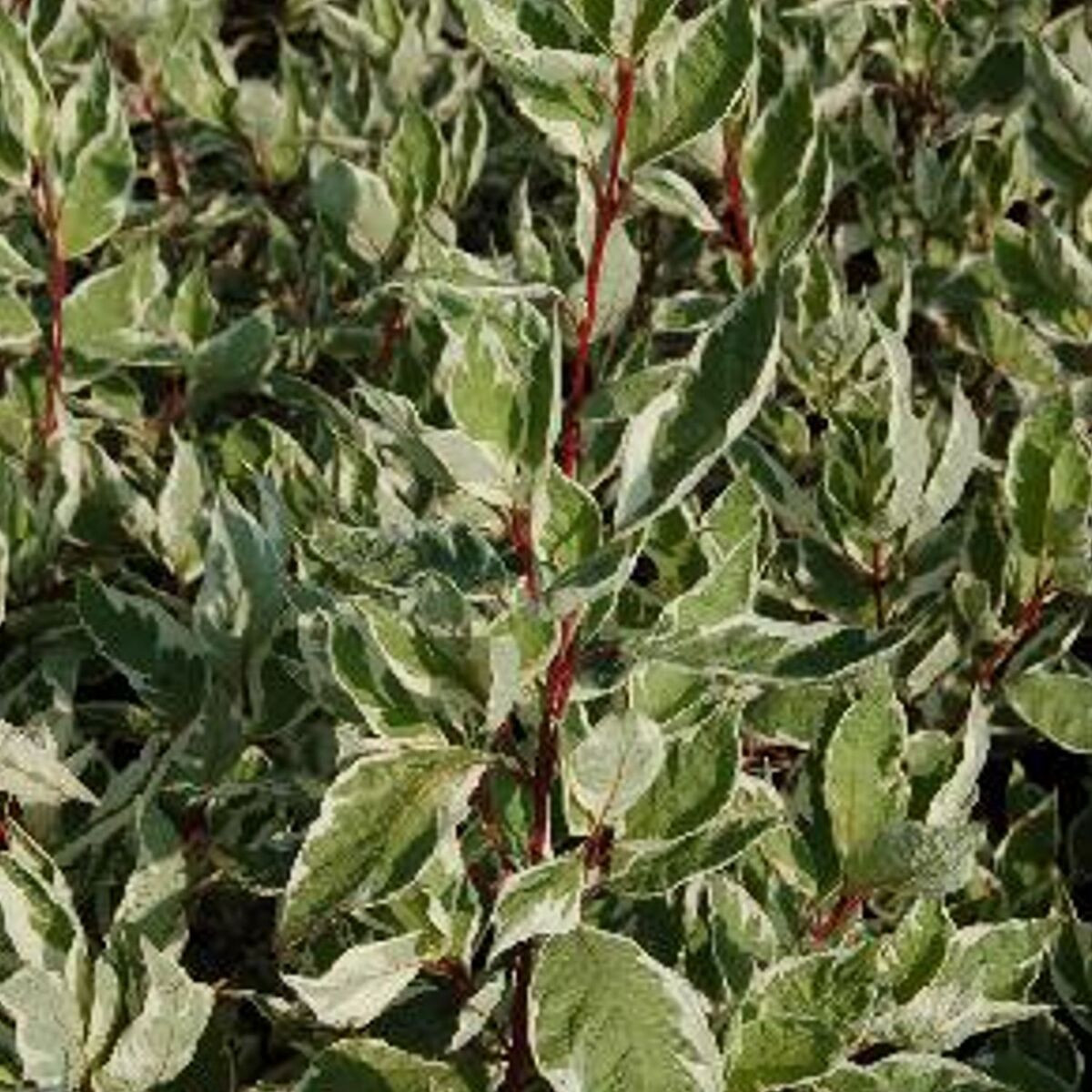 Cornouiller blanc Argenteomarginata, Cornus