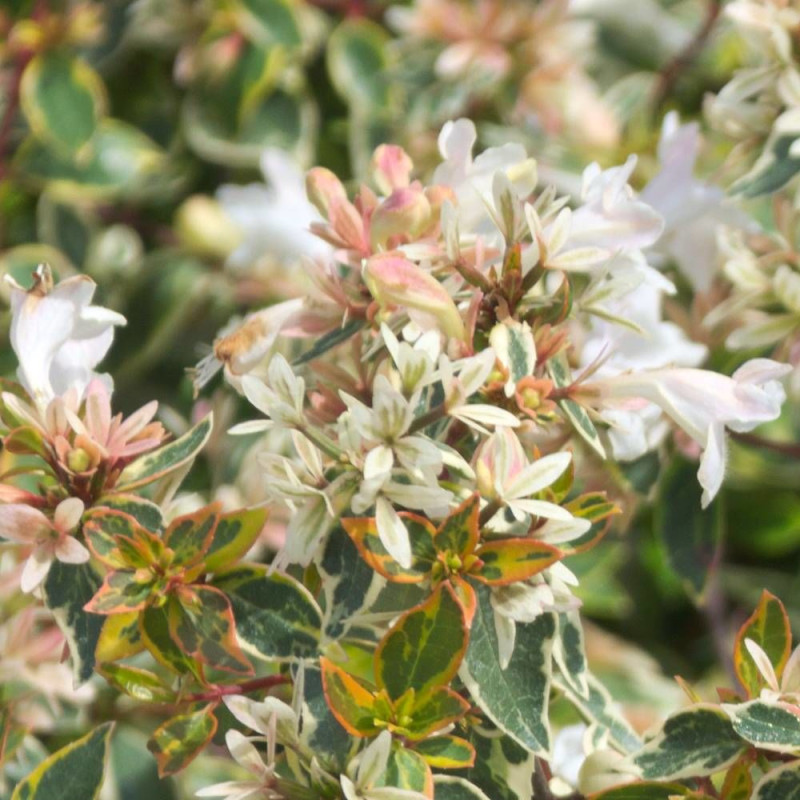 Abelia Sunshine Daydream®, Abélia à grandes fleurs