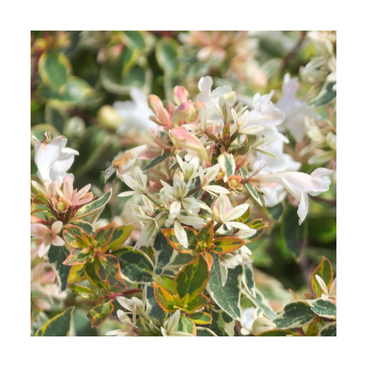 Floraison estivale parfumée de l'Abélia Sunshine Daydream blanc rosé
