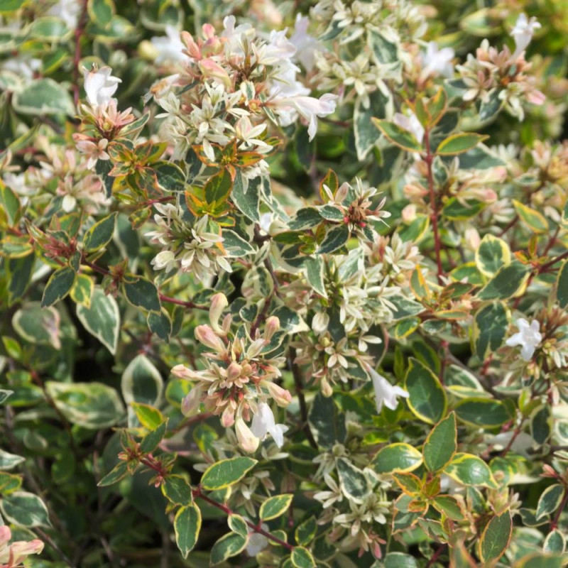 Abelia Sunshine Daydream®, Abélia à grandes fleurs
