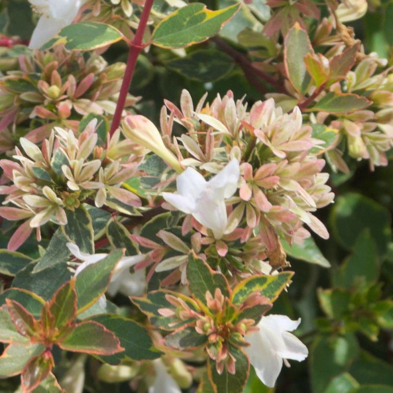 Abelia Sunshine Daydream®, Abélia à grandes fleurs