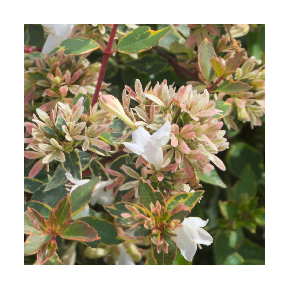 Détail des fleurs en clochettes de l'Abelia grandiflora Sunshine Daydream