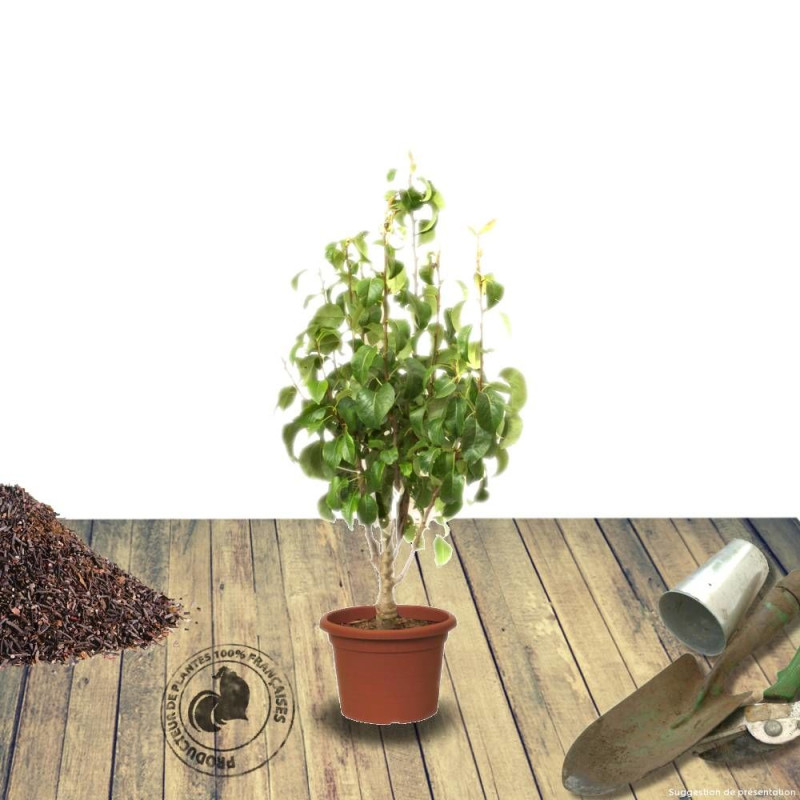Amandier nain Garden Prince®