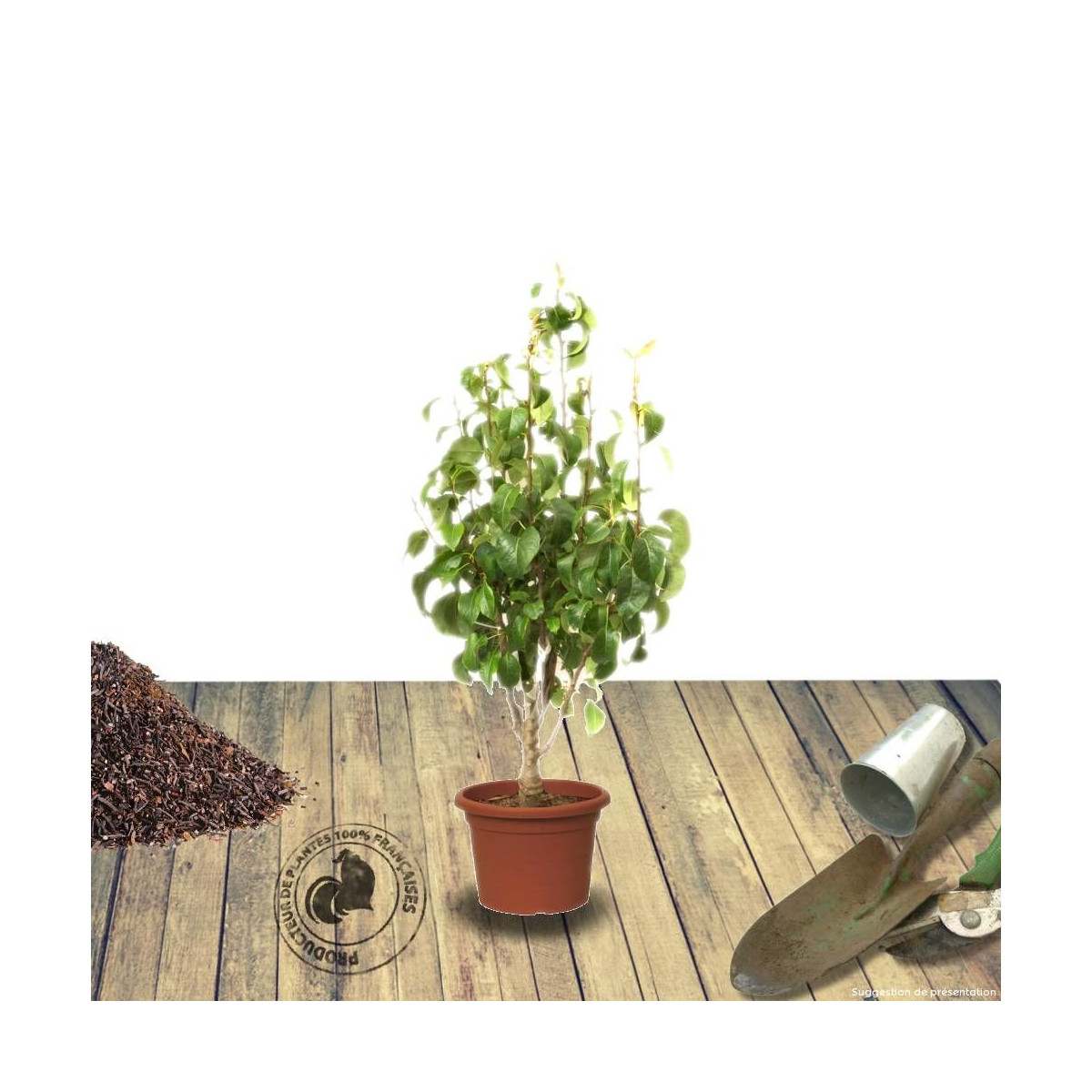 Amandier nain Garden Prince® Amandier nain Garden Prince®