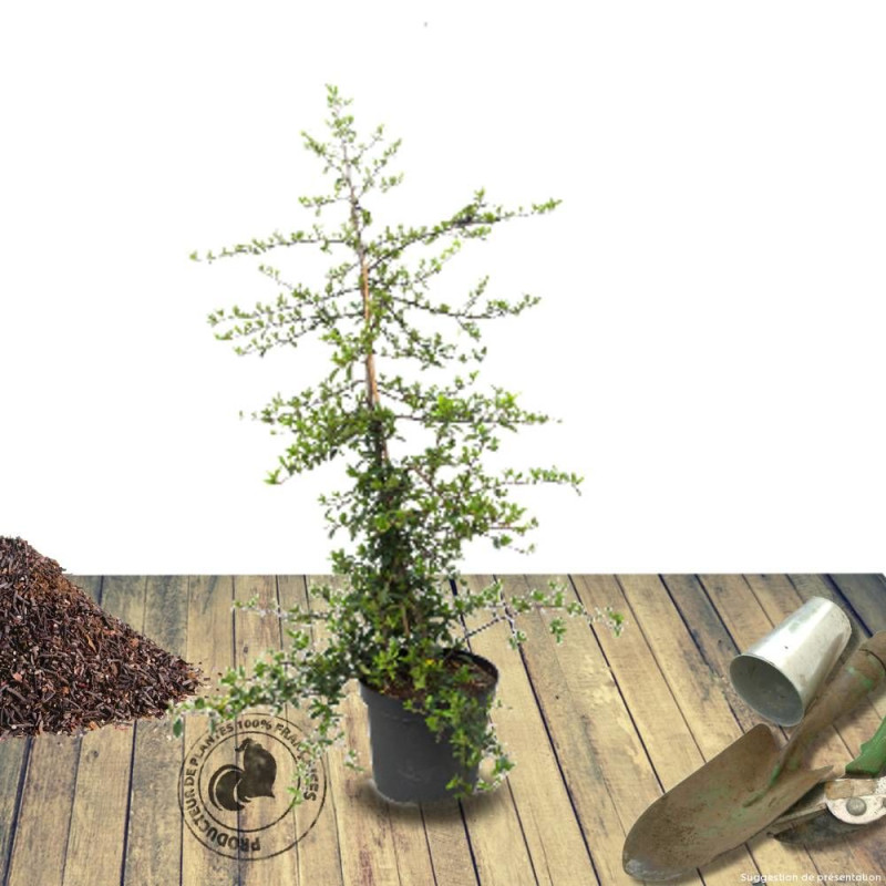 Buisson ardent Soleil d'Or, Pyracantha