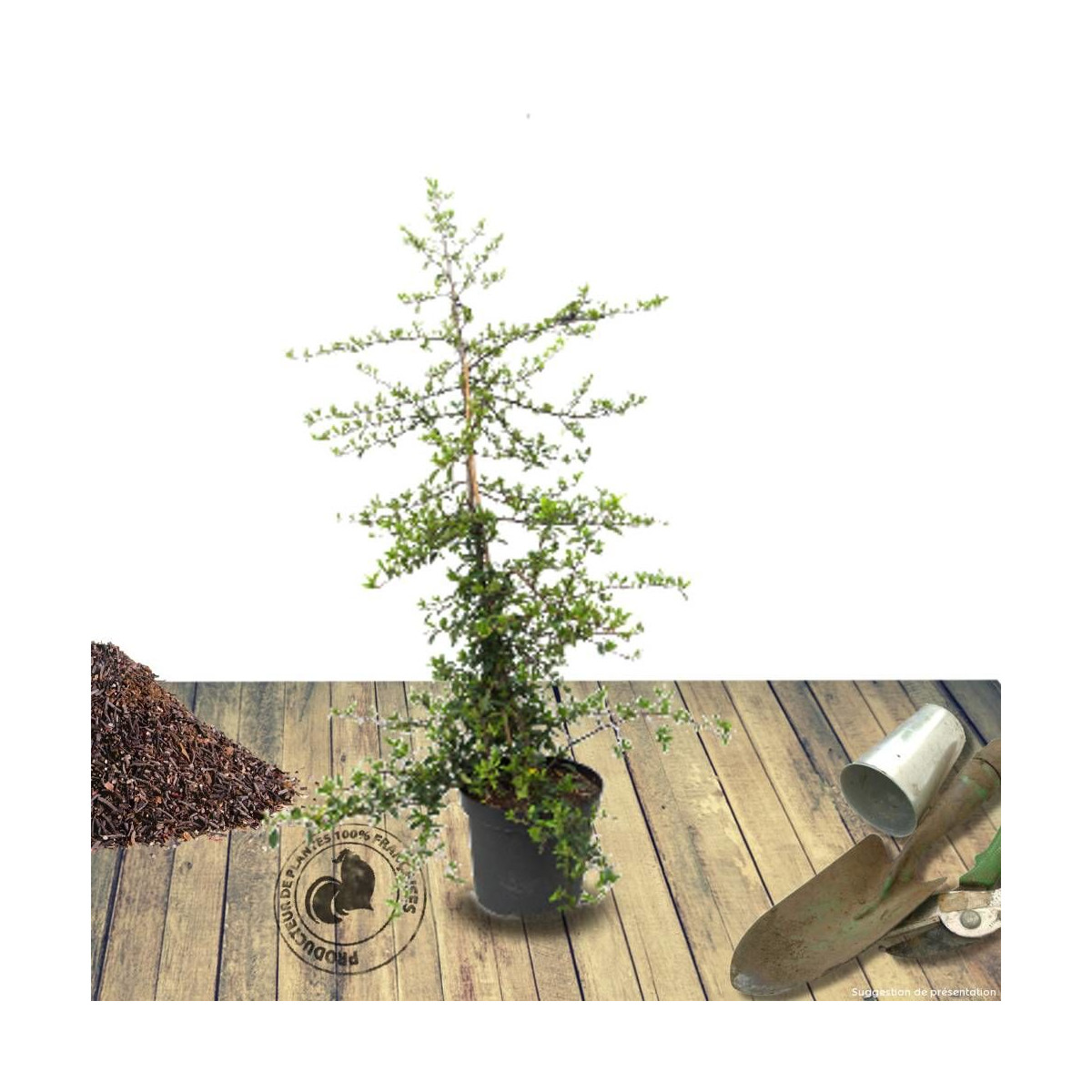 Buisson ardent Orange Glow, Pyracantha