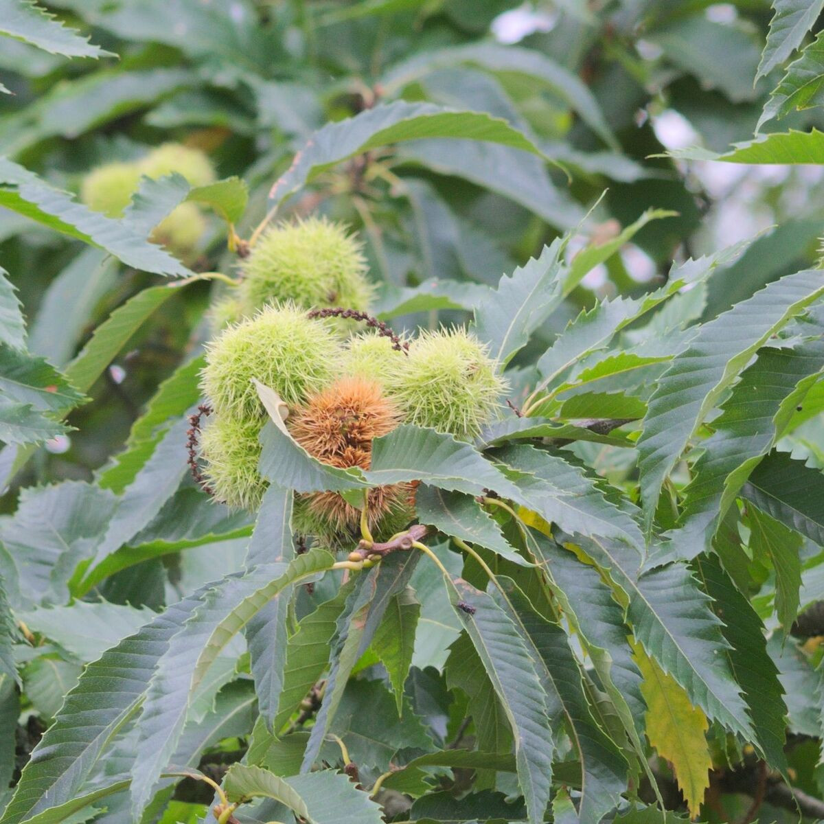 Châtaignier sativa Doré de Lyon 