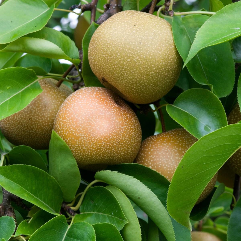Nashi Chojuro