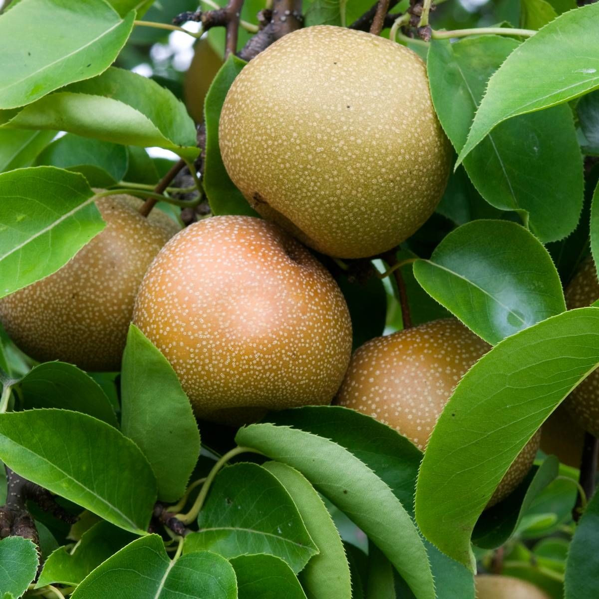 Nashi pyrifolia Chojuro Nashi pyrifolia Chojuro