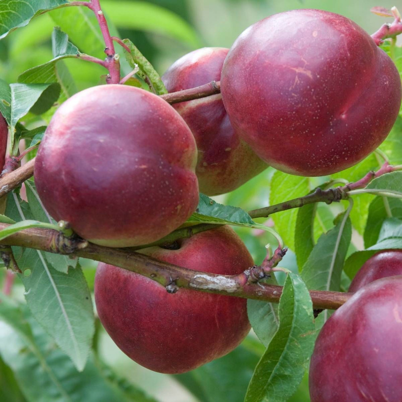 Pêcher persica Rubis® 'Necta Zee'