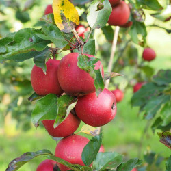 Pommier pumila Ariane®