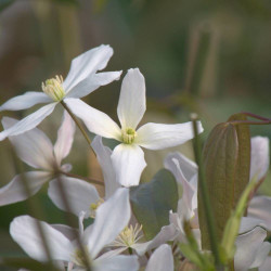 Clématite armandii Snowdrift