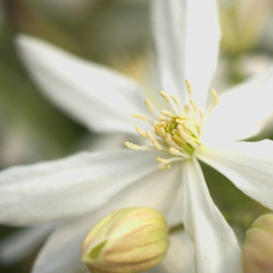 Clématite armandii Enham star