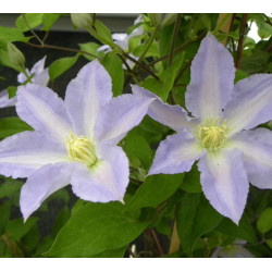 Clématite  Spotlight® 'Zo08160'