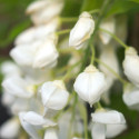 Glycine soyeuse White Silk