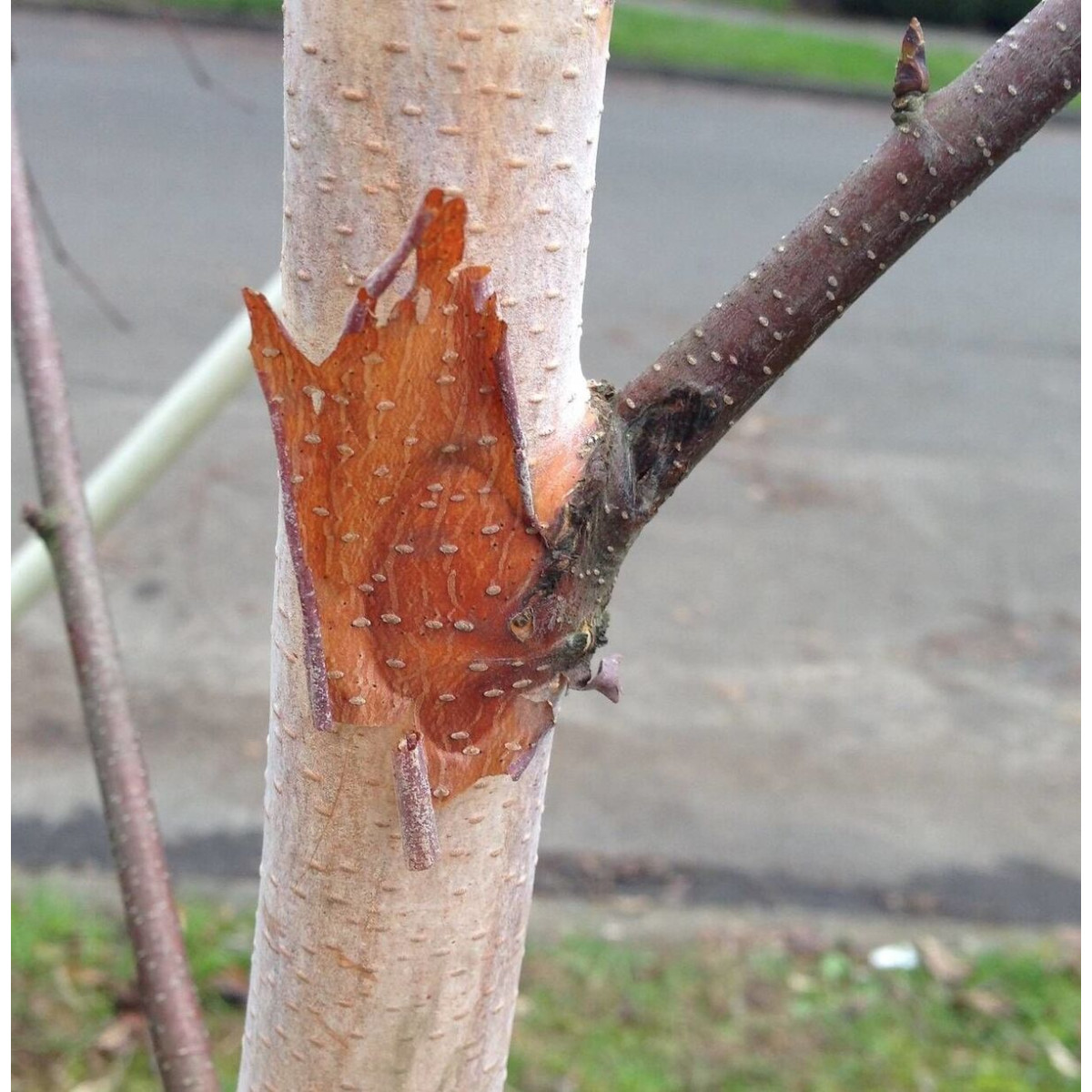 Bouleau à papier papyrifera - Bois