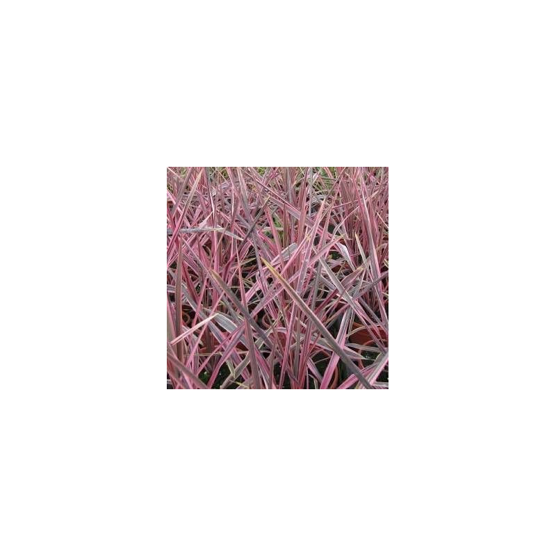Cordyline de Banks Electrik Pink® 'Sprilecpink'