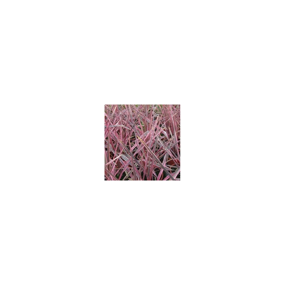 Cordyline de Banks Electrik Pink® 'Sprilecpink'