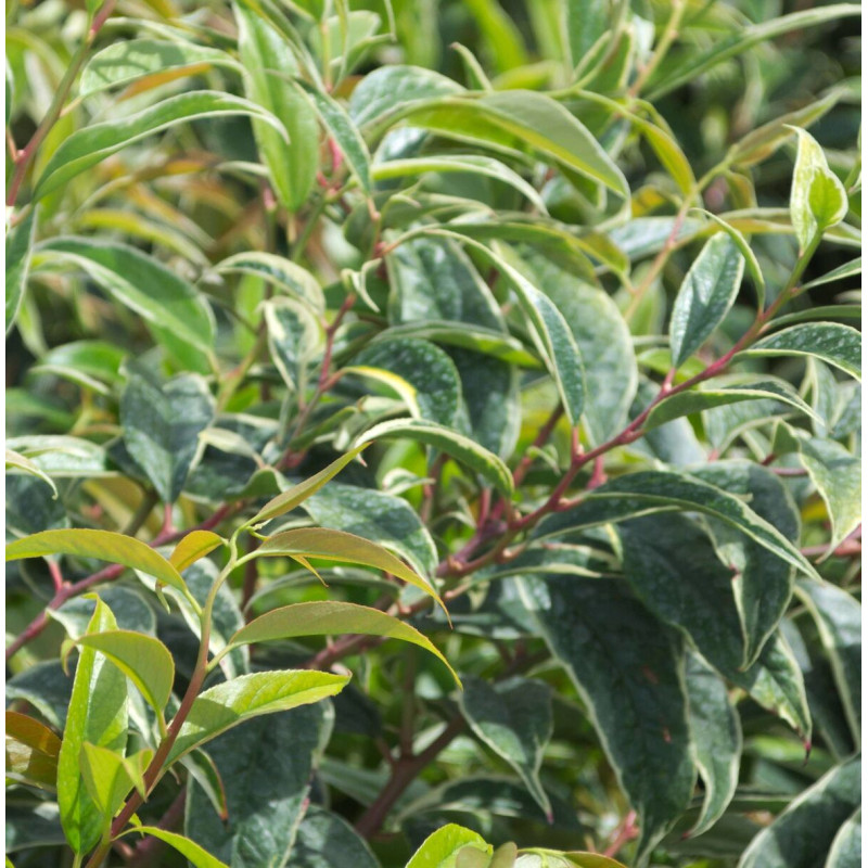 Leucothoe White Wather®, Fleur de perle