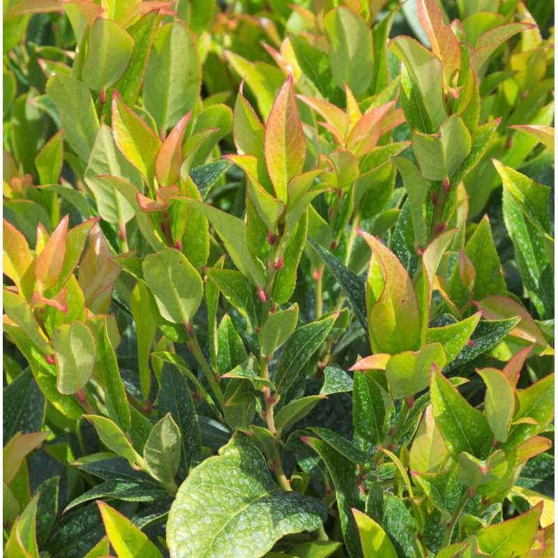 Leucothoe Zeblid, Fleur de perle