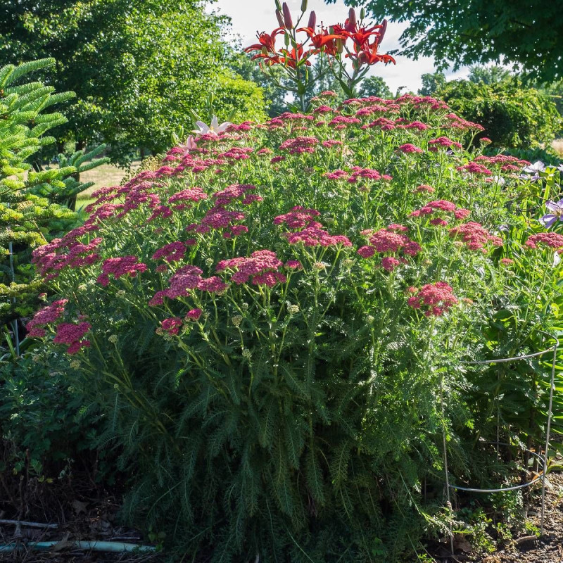 Achillée millefeuille Desert Eve™ Red