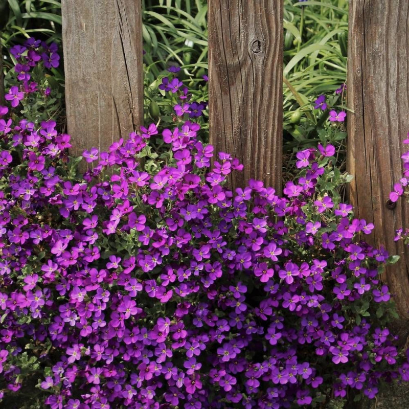 Aubriète Royal Red