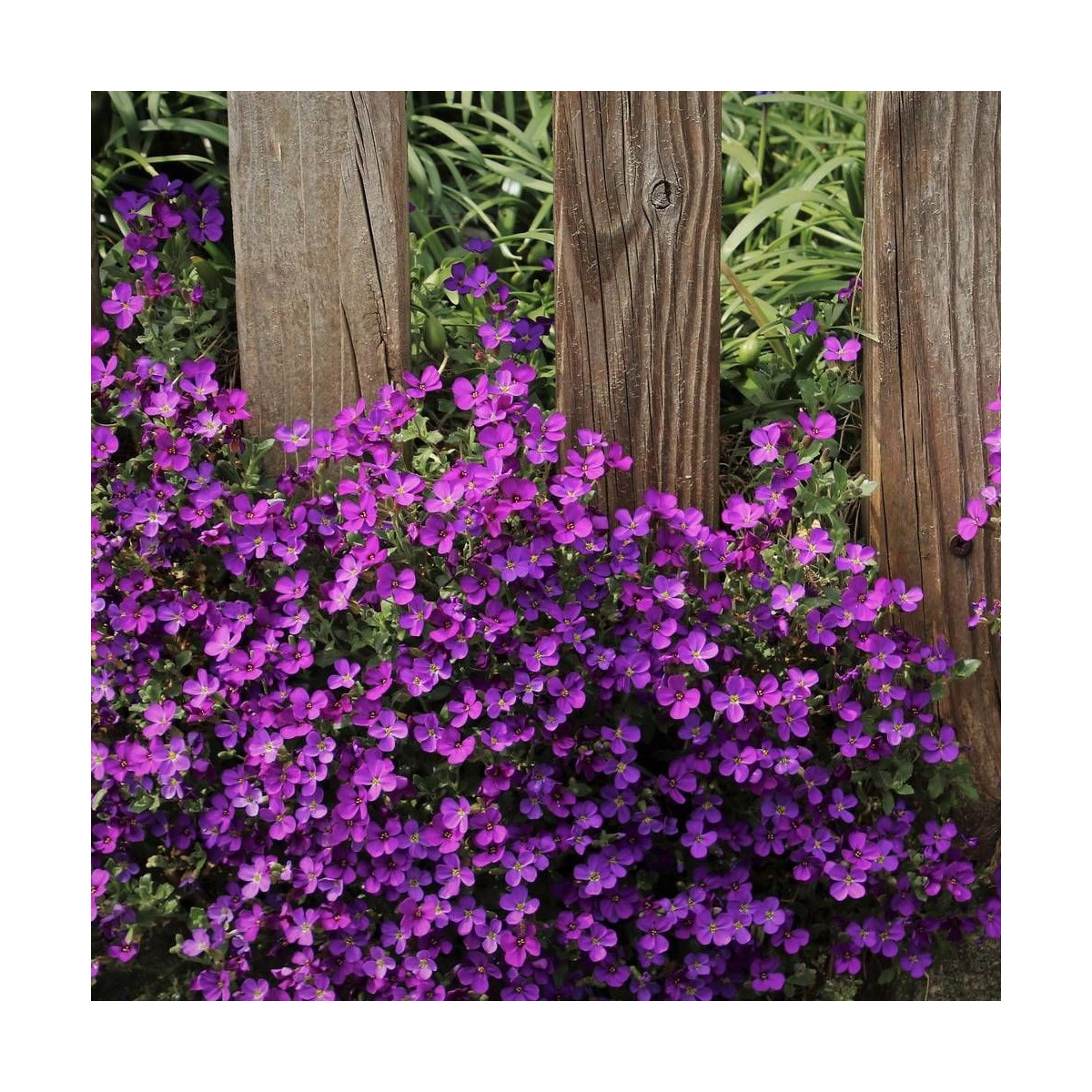 Aubriète Royal Red