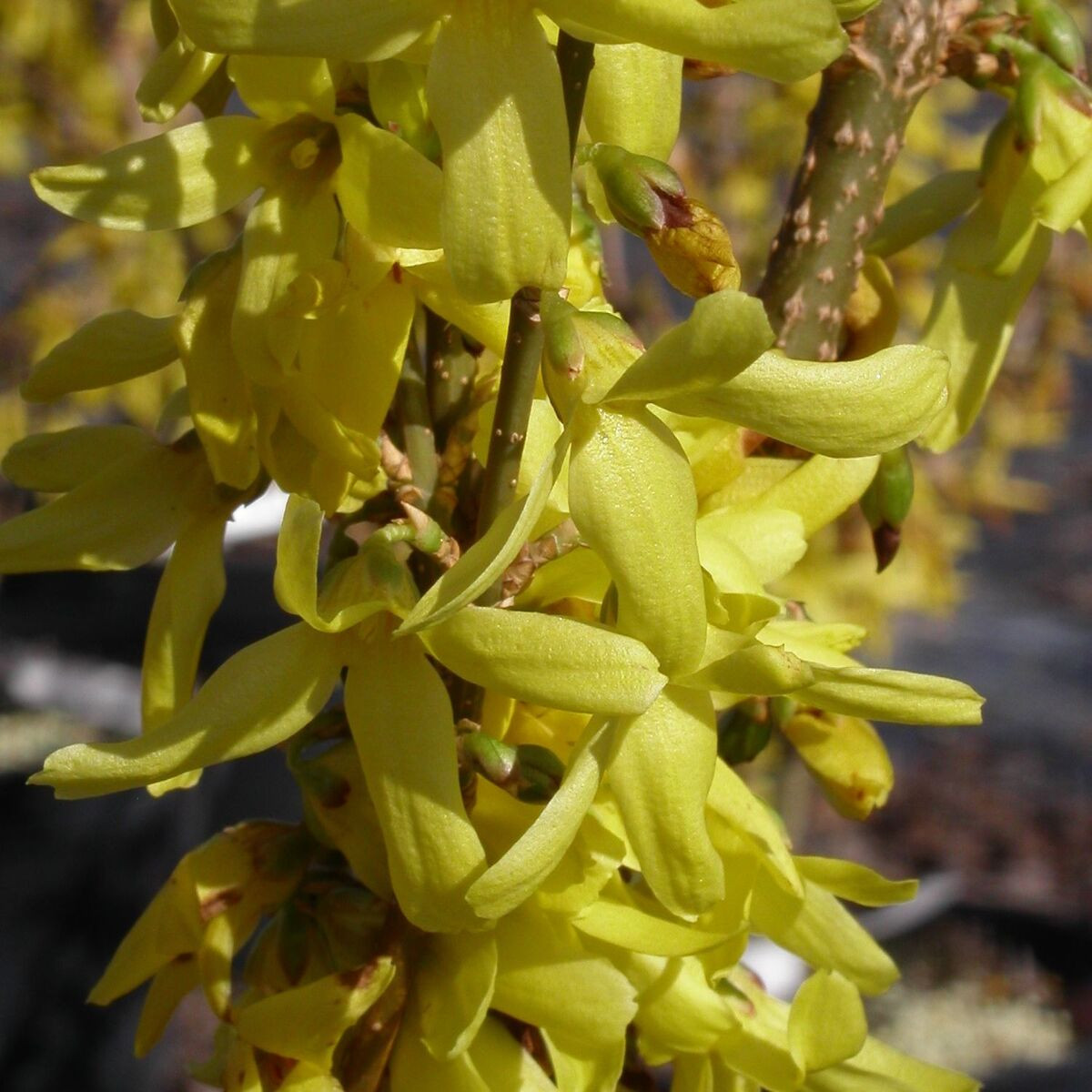 Forsythia Spring Glory, Mimosa de Paris Forsythia Spring Glory, Mimosa de Paris