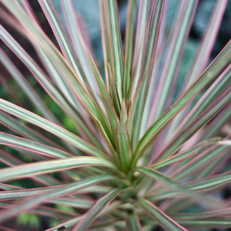 Cordyline de Banks Electric Star® 'Sprilecstar'