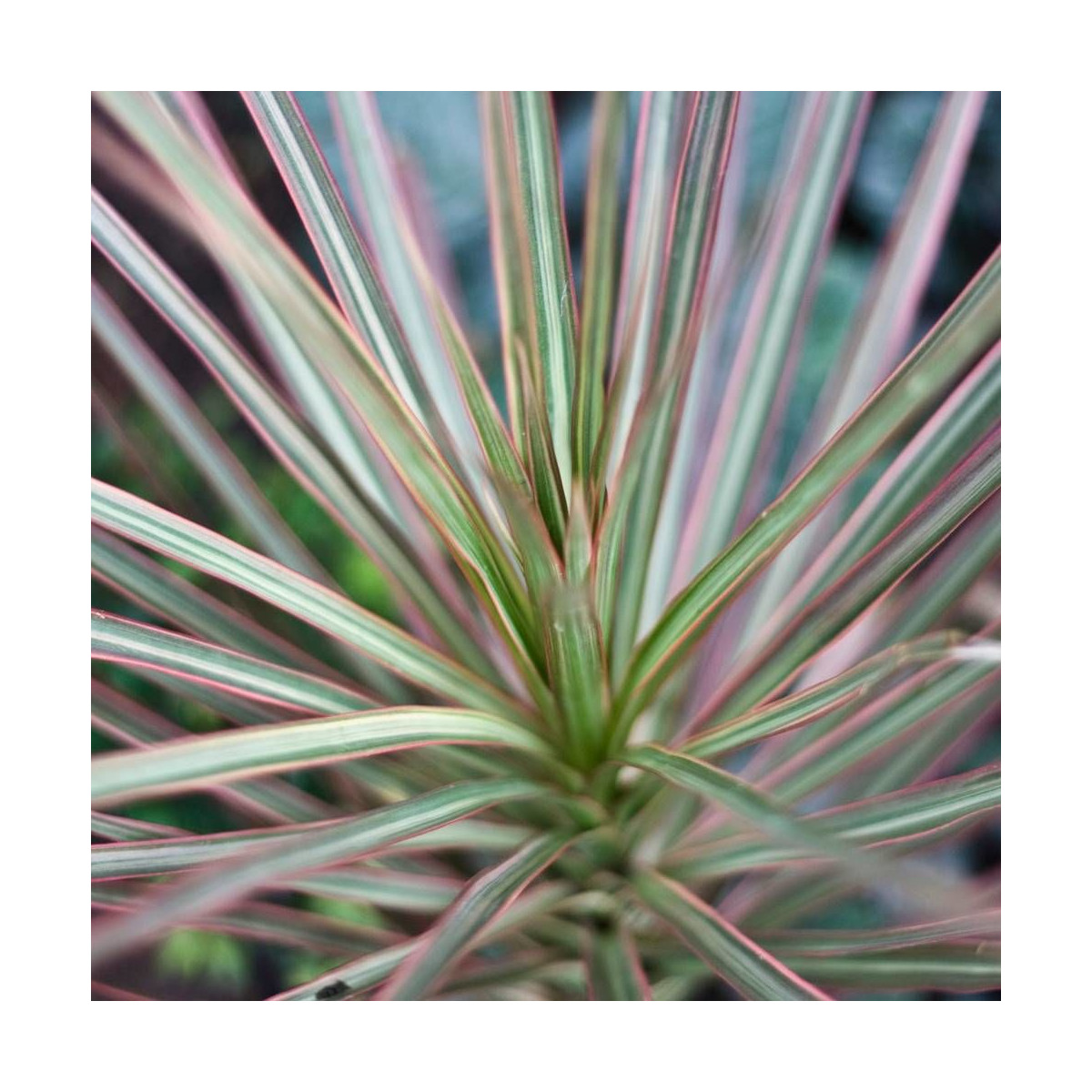 Cordyline de Banks Electric Star® 'Sprilecstar'