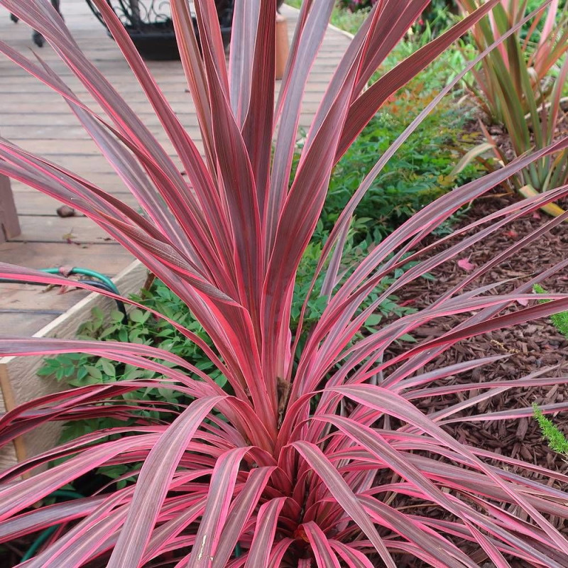 Cordyline australe Sunrise