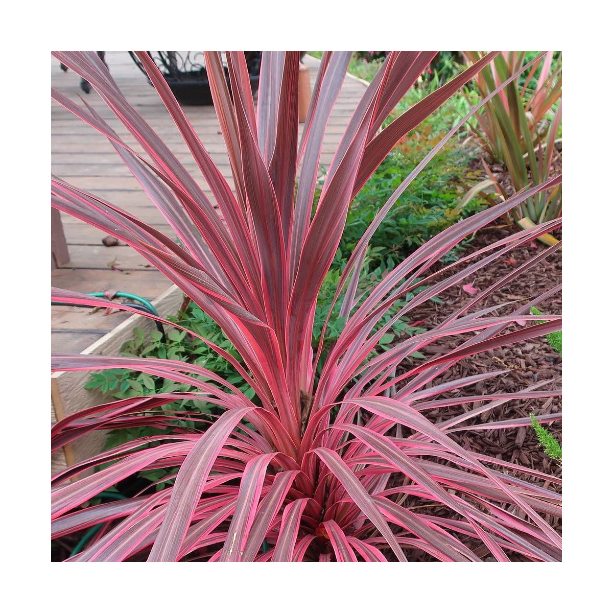 Cordyline australe Sunrise Cordyline australe Sunrise