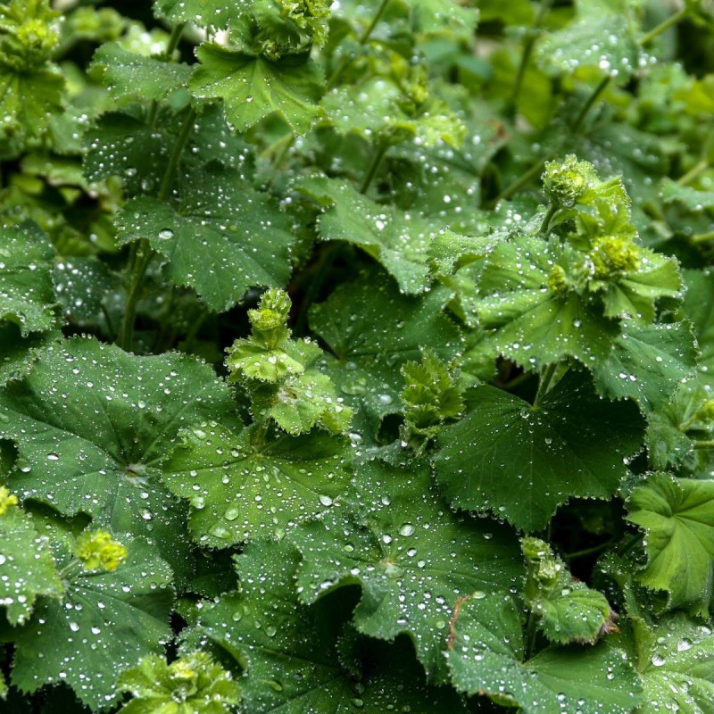 Alchemille commune mollis