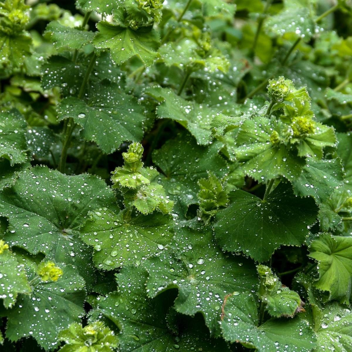 Alchemille commune mollis