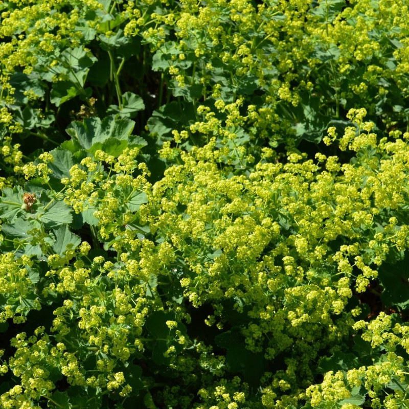 Alchemille commune mollis