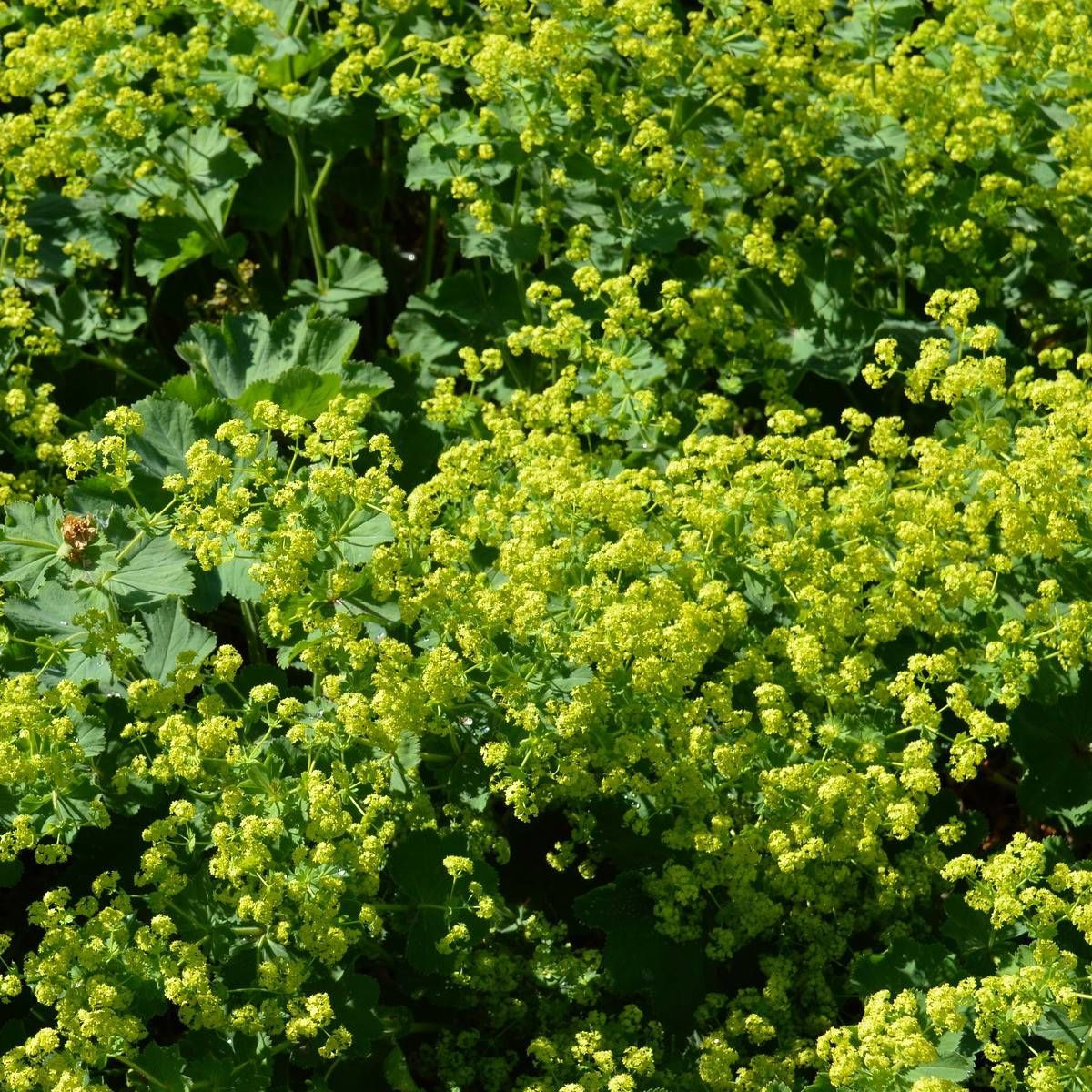 Alchemille commune mollis