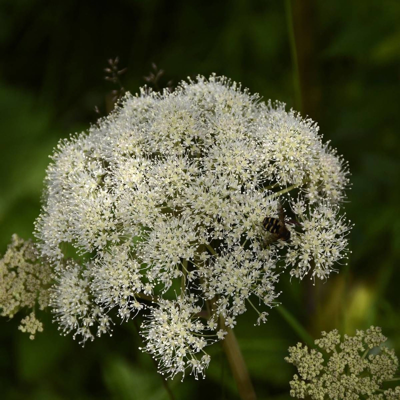 Angélique officinale archangelica