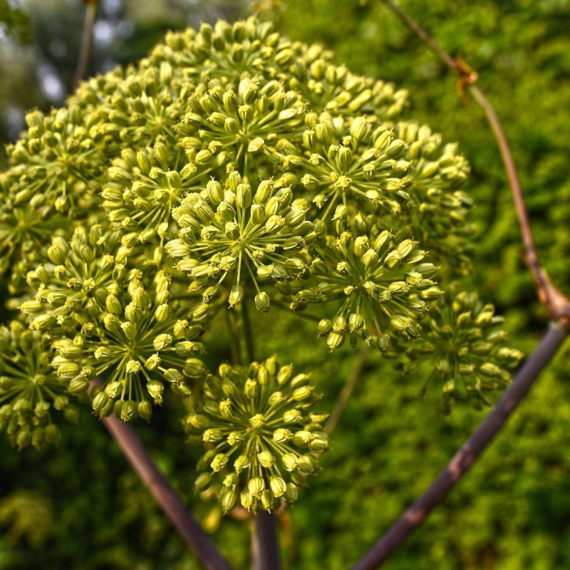 Angélique officinale archangelica