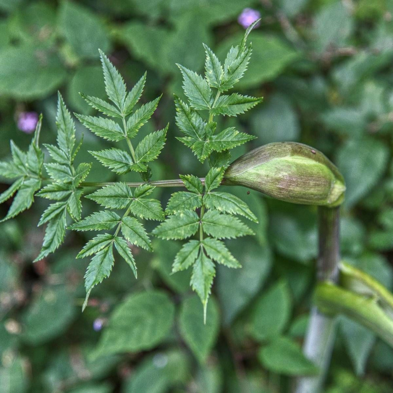 Angélique officinale archangelica