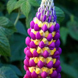 Lupin Manhattan Lights®