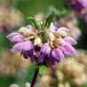 Sauge de Jérusalem purpurea ssp. caballeroi
