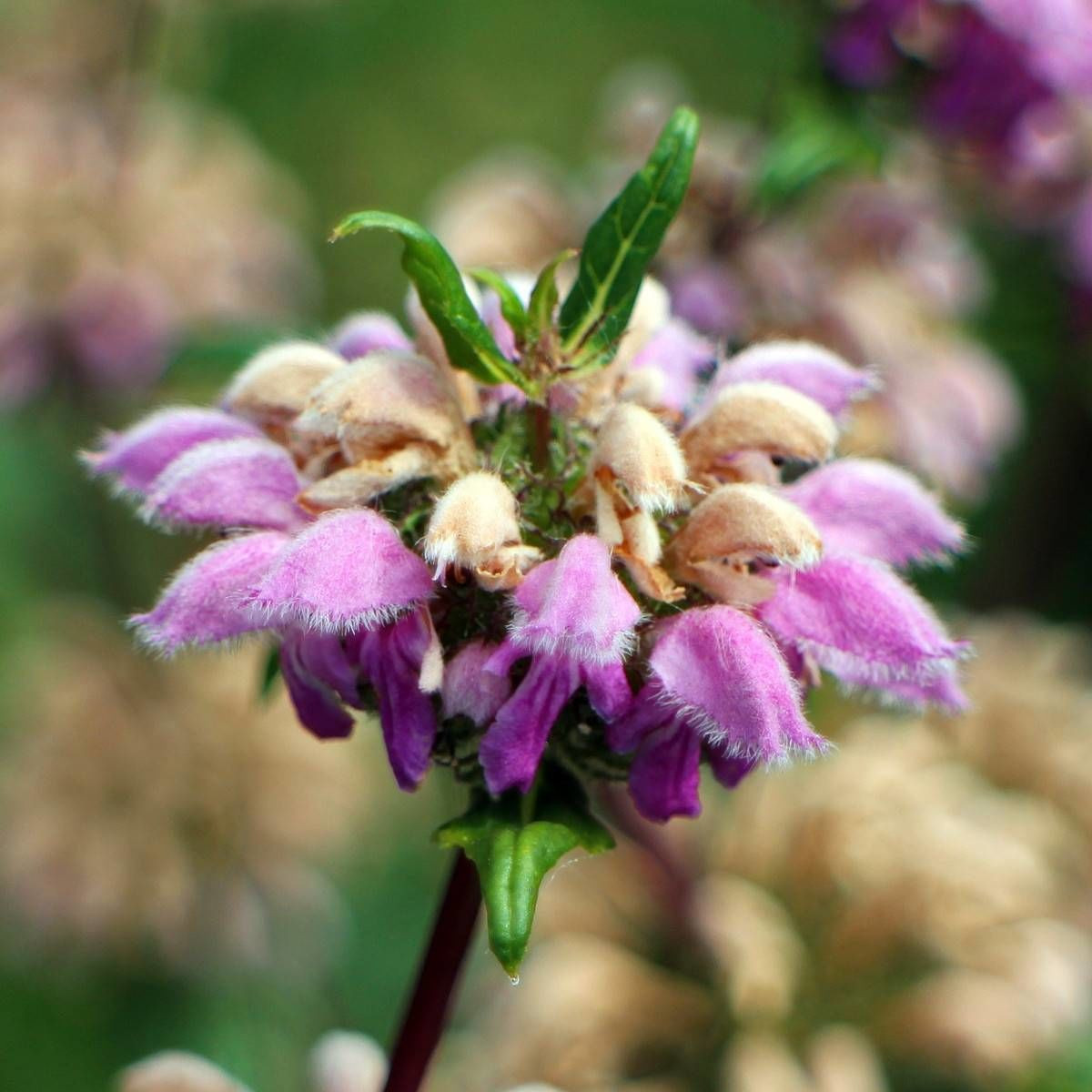 Sauge de Jérusalem purpurea ssp. caballeroi